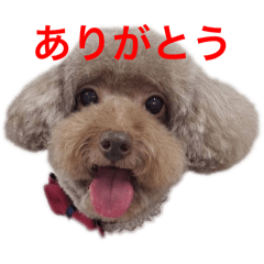 [LINEスタンプ] プードルの風ちゃん