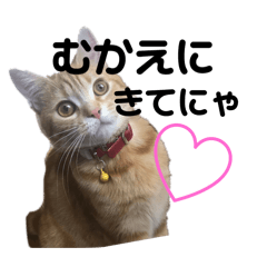 [LINEスタンプ] ttttてんちゃん