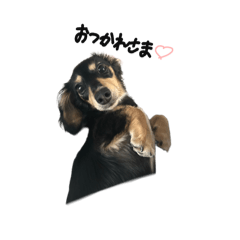 [LINEスタンプ] うちの特攻隊犬くぅちゃん(ダックスフンド)