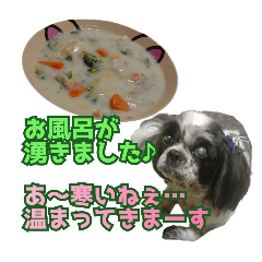 [LINEスタンプ] 少し長めで気持ちを伝えるシーズー