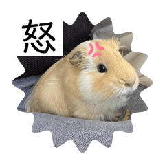 [LINEスタンプ] モルモット日常使いスタンプ
