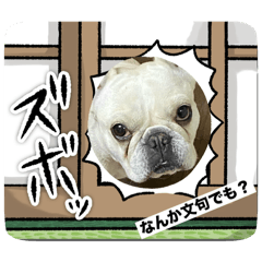 [LINEスタンプ] ウチの子♡Life・Moco・Chacoの画像（メイン）