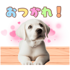 [LINEスタンプ] ラブラドールレトリバーの子犬スタンプ