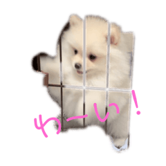 [LINEスタンプ] ポメラニアンのみるくのスタンプ