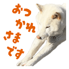 [LINEスタンプ] 白い柴犬スタンプ敬語ver