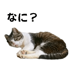 [LINEスタンプ] しげるくんスタンプpart.9