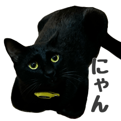[LINEスタンプ] かわいいピケ