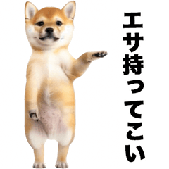 [LINEスタンプ] お前の器より態度がでかい柴犬【煽り】