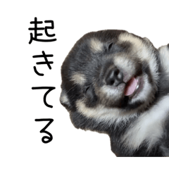 [LINEスタンプ] だいずのいる生活
