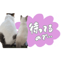 [LINEスタンプ] 愛猫てん君とくうちゃんのスタンプ