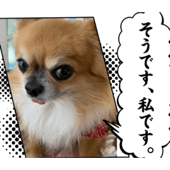 [LINEスタンプ] 正直なチワワスタンプ