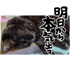 [LINEスタンプ] おばあちゃん猫の気ままな毎日