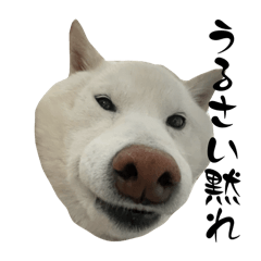 [LINEスタンプ] 豆ちゃんタイプの柴犬ver.2