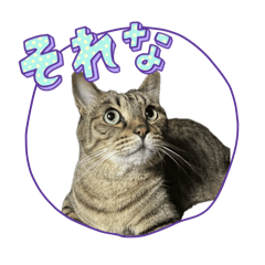 [LINEスタンプ] げんくんです2