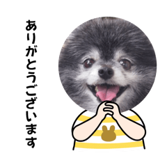 [LINEスタンプ] ポメラニアンのくぅのスタンプの画像（メイン）