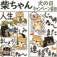 [LINEスタンプ] 【Big】柴犬さん 『犬の日キャンペーン用』