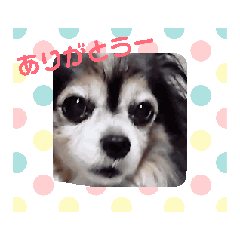 [LINEスタンプ] 気持ちスタンプ 犬