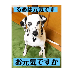 [LINEスタンプ] るめは今日も元気です