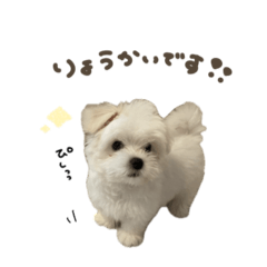 [LINEスタンプ] ライくん☆スタンダード