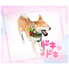 [LINEスタンプ] 柴犬りゅうの独り言