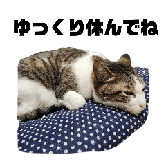 [LINEスタンプ] つんでれねこたん