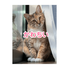 [LINEスタンプ] ほんずだよ！