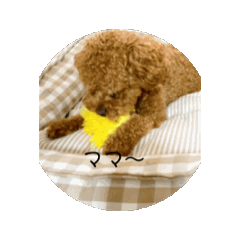 [LINEスタンプ] うちの犬のスタンプ  2