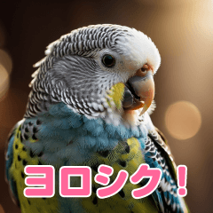 [LINEスタンプ] リアルかわいい！インコスタンプ