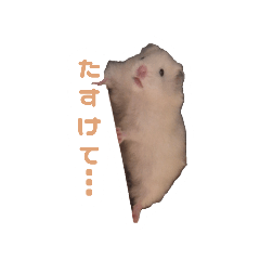 [LINEスタンプ] この世に誕生して間もないハムスターの画像（メイン）