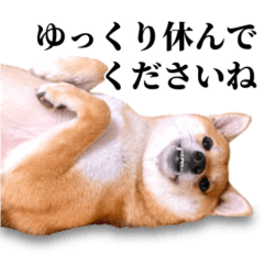 [LINEスタンプ] ありのままの柴犬【ゆる〜い敬語】