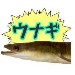 [LINEスタンプ] ウナギ実写スタンプ