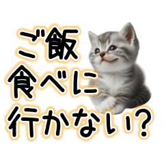 [LINEスタンプ] 毎日使える日常会話☆仲の良い人用☆猫ネコ