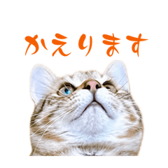 [LINEスタンプ] 黒猫とキジトラ猫