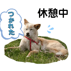 [LINEスタンプ] マロンだいすきだよ