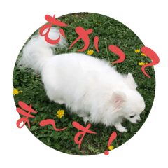 [LINEスタンプ] チワワのダムちゃん③