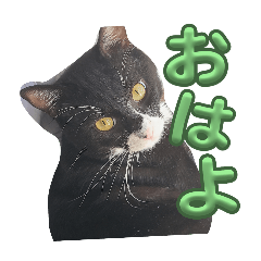 [LINEスタンプ] くうは猫