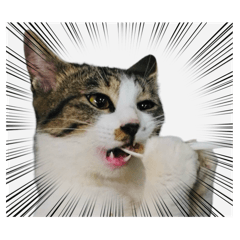 [LINEスタンプ] 野良猫のキョロちゃん♡の画像（メイン）