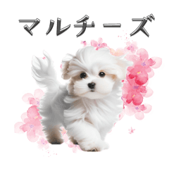 [LINEスタンプ] マルチーズの子犬スタンプ