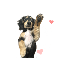 [LINEスタンプ] うちの特攻隊犬くう(ダックスフンド)の画像（メイン）