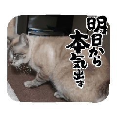 [LINEスタンプ] さえのまいにち vol 1