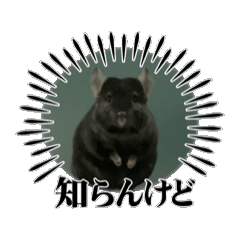 [LINEスタンプ] チンチラ ブラックエボニー