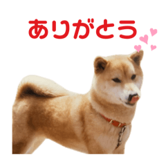 [LINEスタンプ] 柴犬のヒメ
