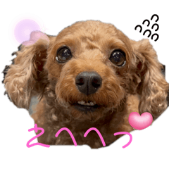 [LINEスタンプ] シープードル愛犬タピオカ物語1