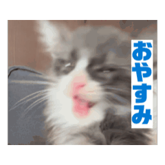 [LINEスタンプ] 動くかわいい子猫さん