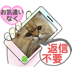 [LINEスタンプ] びーちゃんママのお友達ニャンコNo.4