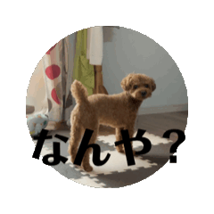 [LINEスタンプ] うちの犬  3