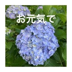 [LINEスタンプ] 紫陽花とご挨拶