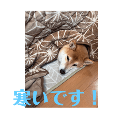 [LINEスタンプ] 柴犬茶々NO6