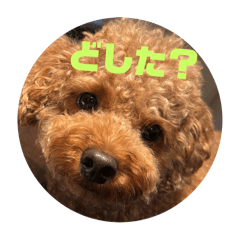 [LINEスタンプ] わんし2の画像（メイン）