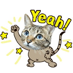 [LINEスタンプ] 冬の日常や年末年始も大活躍の猫すたんぷ